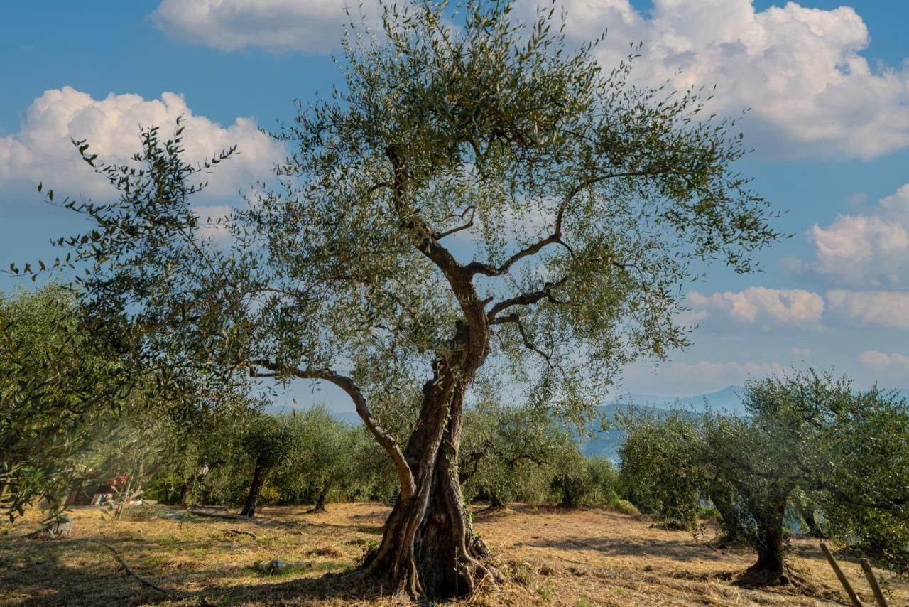 Casetta Maduneta Immersa In Un Oliveto 돌체아쿠아 외부 사진